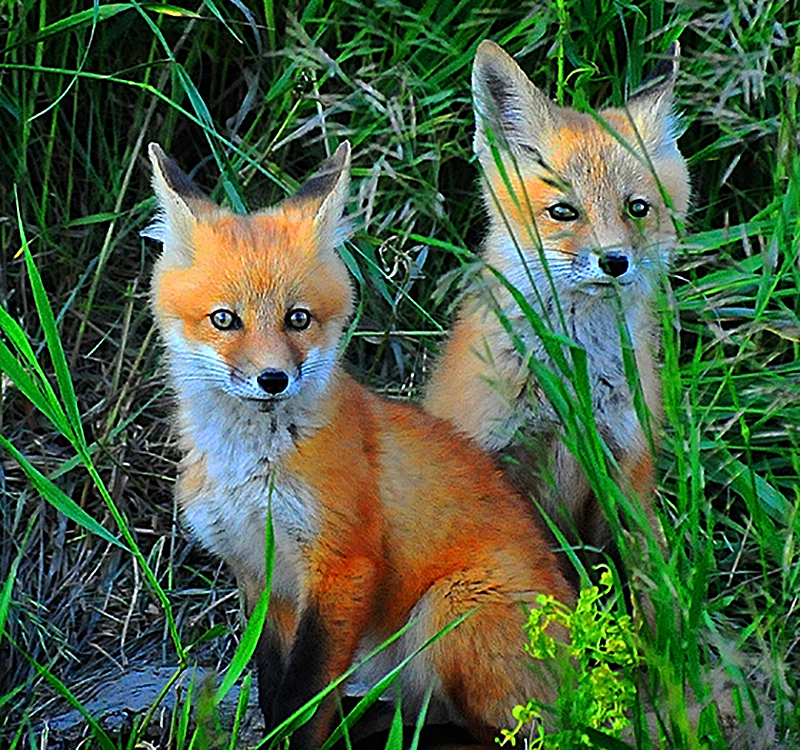 Foxy by Jim Atkinson